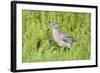 Juvenile Black-Crowned Night Heron-Hal Beral-Framed Photographic Print