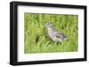 Juvenile Black-Crowned Night Heron-Hal Beral-Framed Photographic Print