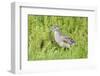 Juvenile Black-Crowned Night Heron-Hal Beral-Framed Photographic Print