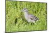 Juvenile Black-Crowned Night Heron-Hal Beral-Mounted Photographic Print