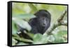 Juvenile Black Howler monkey, Community Baboon Sanctuary, Bermudian Landing, Belize-William Sutton-Framed Stretched Canvas