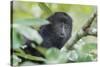 Juvenile Black Howler monkey, Community Baboon Sanctuary, Bermudian Landing, Belize-William Sutton-Stretched Canvas