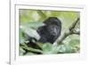 Juvenile Black Howler monkey, Community Baboon Sanctuary, Bermudian Landing, Belize-William Sutton-Framed Photographic Print