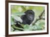 Juvenile Black Howler monkey, Community Baboon Sanctuary, Bermudian Landing, Belize-William Sutton-Framed Photographic Print