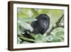 Juvenile Black Howler monkey, Community Baboon Sanctuary, Bermudian Landing, Belize-William Sutton-Framed Photographic Print