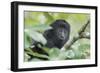 Juvenile Black Howler monkey, Community Baboon Sanctuary, Bermudian Landing, Belize-William Sutton-Framed Photographic Print