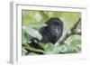 Juvenile Black Howler monkey, Community Baboon Sanctuary, Bermudian Landing, Belize-William Sutton-Framed Photographic Print