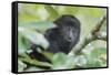 Juvenile Black Howler monkey, Community Baboon Sanctuary, Bermudian Landing, Belize-William Sutton-Framed Stretched Canvas