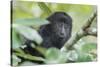 Juvenile Black Howler monkey, Community Baboon Sanctuary, Bermudian Landing, Belize-William Sutton-Stretched Canvas