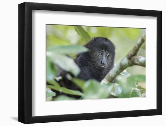 Juvenile Black Howler monkey, Community Baboon Sanctuary, Bermudian Landing, Belize-William Sutton-Framed Photographic Print