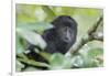 Juvenile Black Howler monkey, Community Baboon Sanctuary, Bermudian Landing, Belize-William Sutton-Framed Photographic Print