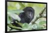 Juvenile Black Howler monkey, Community Baboon Sanctuary, Bermudian Landing, Belize-William Sutton-Framed Photographic Print