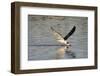 Juvenile Black Skimmer Skimming-Hal Beral-Framed Photographic Print