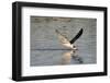 Juvenile Black Skimmer Skimming-Hal Beral-Framed Photographic Print