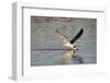 Juvenile Black Skimmer Skimming-Hal Beral-Framed Photographic Print