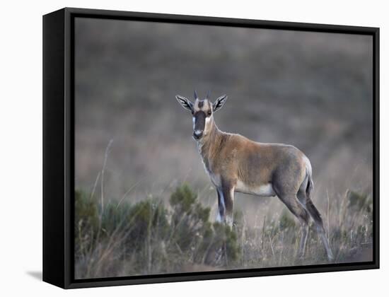 Juvenile Blesbok (Damaliscus Pygargus Phillipsi)-James Hager-Framed Stretched Canvas