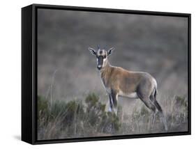 Juvenile Blesbok (Damaliscus Pygargus Phillipsi)-James Hager-Framed Stretched Canvas