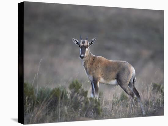 Juvenile Blesbok (Damaliscus Pygargus Phillipsi)-James Hager-Stretched Canvas