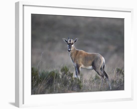 Juvenile Blesbok (Damaliscus Pygargus Phillipsi)-James Hager-Framed Photographic Print