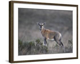 Juvenile Blesbok (Damaliscus Pygargus Phillipsi)-James Hager-Framed Photographic Print