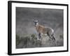 Juvenile Blesbok (Damaliscus Pygargus Phillipsi)-James Hager-Framed Photographic Print