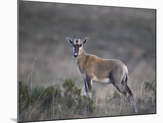 Juvenile Blesbok (Damaliscus Pygargus Phillipsi)-James Hager-Mounted Photographic Print