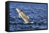 Juvenile Bottlenosed Dolphins (Tursiops Truncatus) Jumping, Moray Firth, Nr Inverness, Scotland-Campbell-Framed Stretched Canvas
