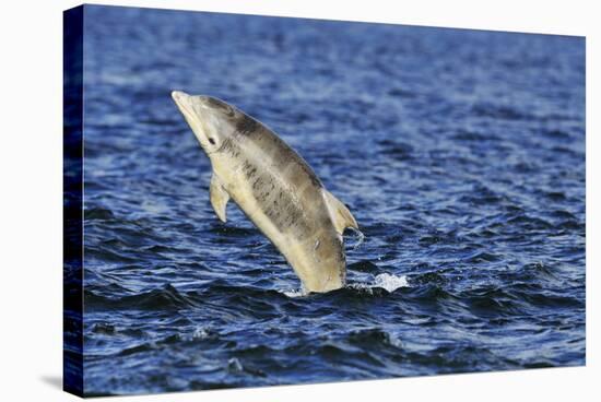 Juvenile Bottlenosed Dolphins (Tursiops Truncatus) Jumping, Moray Firth, Nr Inverness, Scotland-Campbell-Stretched Canvas