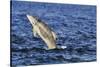 Juvenile Bottlenosed Dolphins (Tursiops Truncatus) Jumping, Moray Firth, Nr Inverness, Scotland-Campbell-Stretched Canvas