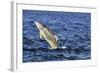 Juvenile Bottlenosed Dolphins (Tursiops Truncatus) Jumping, Moray Firth, Nr Inverness, Scotland-Campbell-Framed Photographic Print