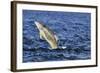 Juvenile Bottlenosed Dolphins (Tursiops Truncatus) Jumping, Moray Firth, Nr Inverness, Scotland-Campbell-Framed Photographic Print