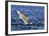 Juvenile Bottlenosed Dolphins (Tursiops Truncatus) Jumping, Moray Firth, Nr Inverness, Scotland-Campbell-Framed Photographic Print