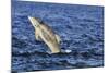 Juvenile Bottlenosed Dolphins (Tursiops Truncatus) Jumping, Moray Firth, Nr Inverness, Scotland-Campbell-Mounted Photographic Print