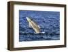 Juvenile Bottlenosed Dolphins (Tursiops Truncatus) Jumping, Moray Firth, Nr Inverness, Scotland-Campbell-Framed Photographic Print