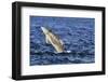 Juvenile Bottlenosed Dolphins (Tursiops Truncatus) Jumping, Moray Firth, Nr Inverness, Scotland-Campbell-Framed Photographic Print