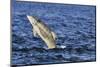 Juvenile Bottlenosed Dolphins (Tursiops Truncatus) Jumping, Moray Firth, Nr Inverness, Scotland-Campbell-Mounted Photographic Print