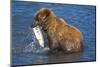 Juvenile Brown Bear (Ursus Arctos Middendorfii)-Lynn M^ Stone-Mounted Photographic Print