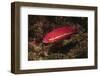 Juvenile California Sheephead-Hal Beral-Framed Photographic Print