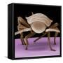 Juvenile Cockroach-null-Framed Stretched Canvas