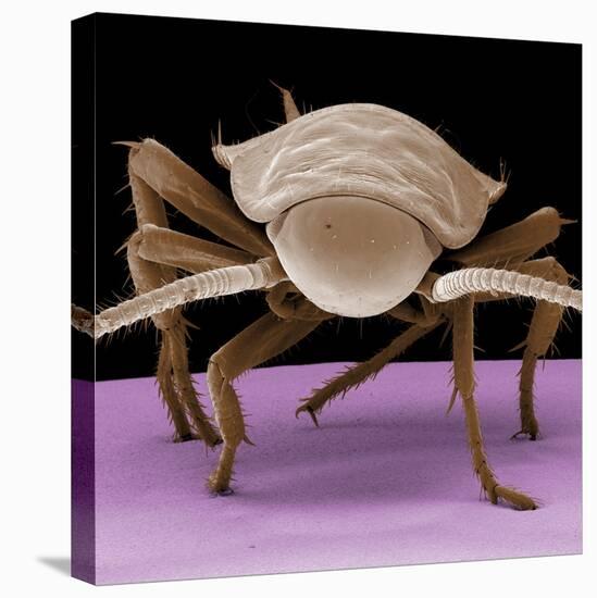 Juvenile Cockroach-null-Stretched Canvas