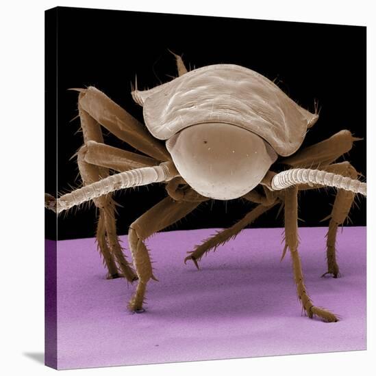 Juvenile Cockroach-null-Stretched Canvas