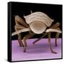 Juvenile Cockroach-null-Framed Stretched Canvas