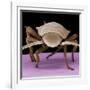 Juvenile Cockroach-null-Framed Photographic Print