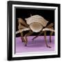 Juvenile Cockroach-null-Framed Photographic Print