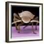 Juvenile Cockroach-null-Framed Photographic Print