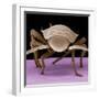 Juvenile Cockroach-null-Framed Photographic Print