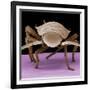 Juvenile Cockroach-null-Framed Photographic Print