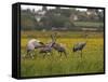 Juvenile Common Cranes (Grus Grus) Released by Great Crane Project on Somerset Levels, England-Nick Upton-Framed Stretched Canvas