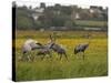 Juvenile Common Cranes (Grus Grus) Released by Great Crane Project on Somerset Levels, England-Nick Upton-Stretched Canvas