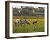 Juvenile Common Cranes (Grus Grus) Released by Great Crane Project on Somerset Levels, England-Nick Upton-Framed Photographic Print